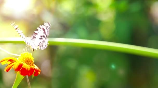 Butterfly (Chilasa Clytia) — Stock Video