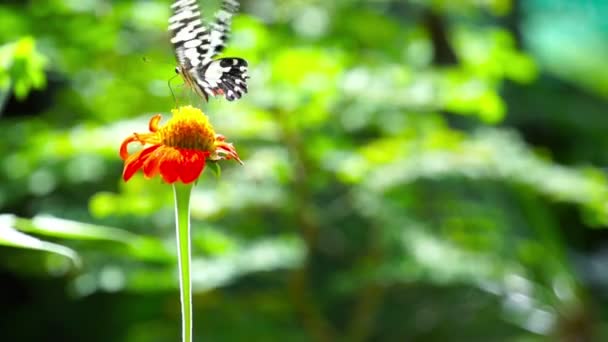 Mariposa (Chilasa Clytia ) — Vídeos de Stock