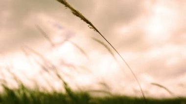 Lalang (Imperata Arundinacea)