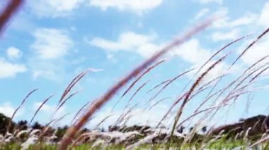 Lalang (Imperata Arundinacea)