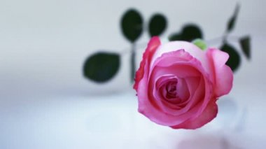 pembe Gül