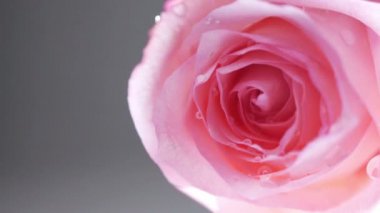 pembe Gül