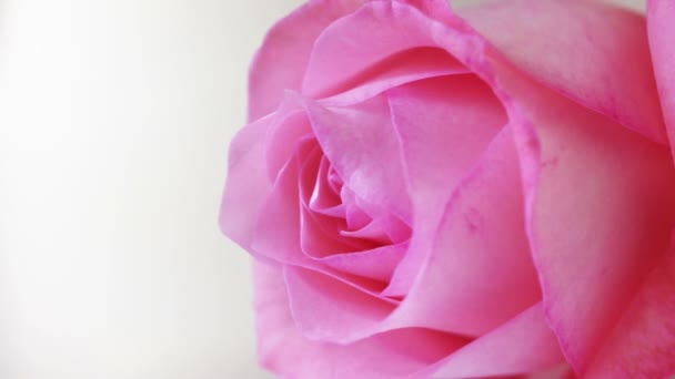 粉红色的玫瑰 — 图库视频影像