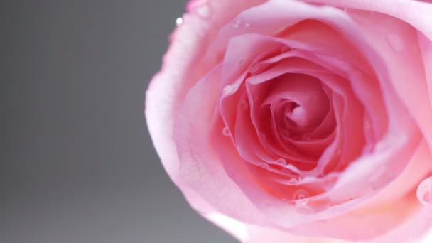 Rose rose 