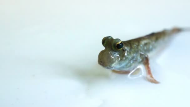 Mudskipper — Stock video