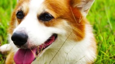 Pembroke Galce corgi