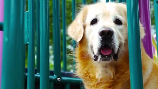 Golden Retriever — Stock Video