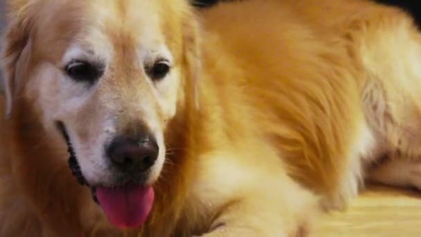 Golden Retriever — Stock Video