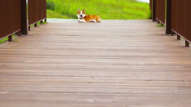 Pembroke Corgi gallese — Video Stock