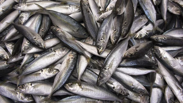 Peces de aleta amarilla — Foto de Stock