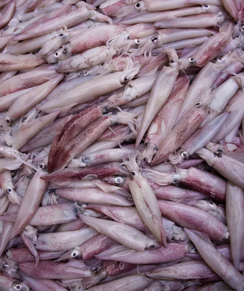 Fresh squid — Stock Photo, Image