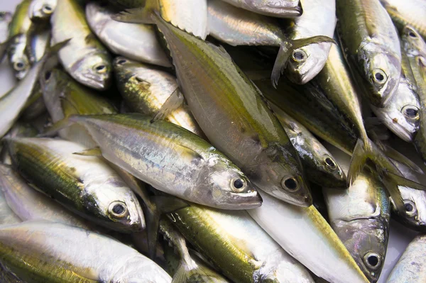 Peces de aleta amarilla — Foto de Stock