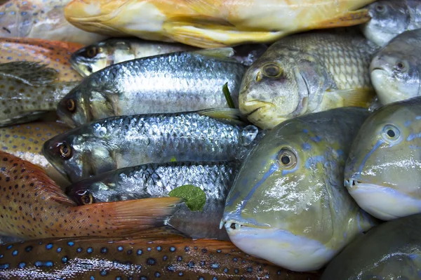 Assortment of fishes — Stock Photo, Image