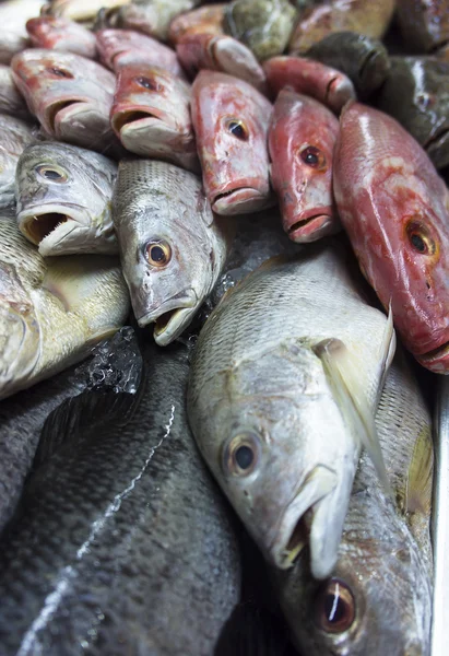 Assortment of fishes — Stock Photo, Image