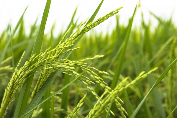 Paddy Field — Stock Photo, Image