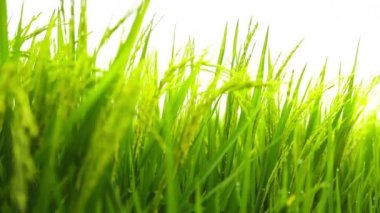 pirinç çeltik alan