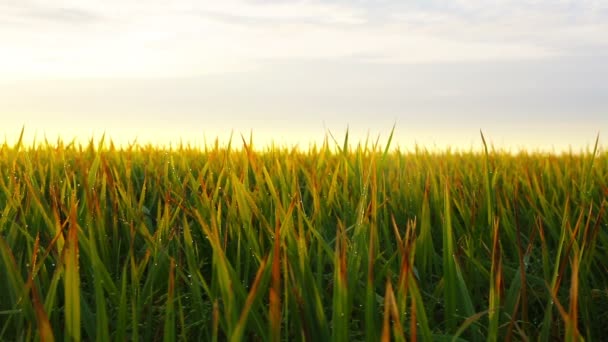 Campo de hierba de arroz — Vídeos de Stock