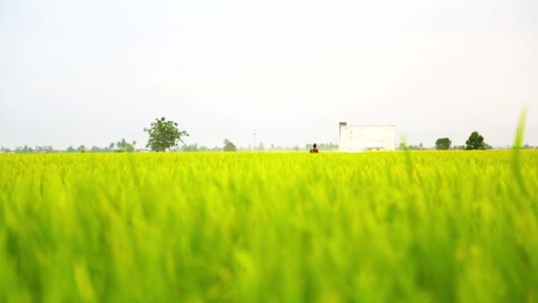 Arrosage du champ de riz 