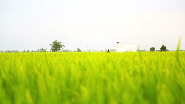 Campo de arroz de riego — Vídeo de stock