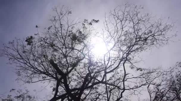Siyah Işıktaki Ağaç Dallarından Çimlerin Yakınındaki Dar Sokağa Kadar — Stok video