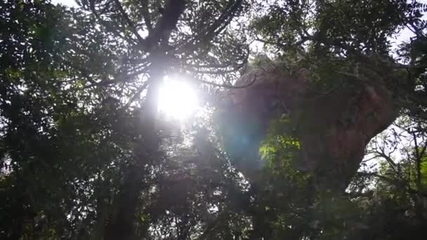 Słońce Świecące Przez Gałęzie Drzew Liści Dołu Handheld — Wideo stockowe