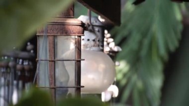 Fenerler Bitkilerin Yakınına - Kapat ve Soldan Sağa Kaydır