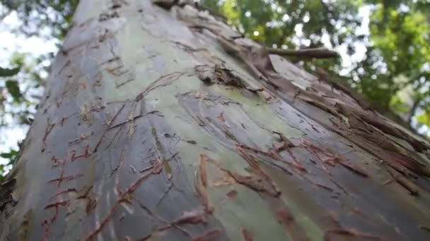 Tree Trunk Baixo Sob Céu Close Deslize Para Trás Para — Vídeo de Stock