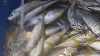 Ölü balık kovasına su döküldü - Statik