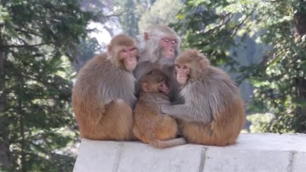 Apenfamilie Knuffel Omringd Door Flora Handheld — Stockvideo