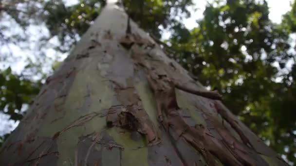 Tree Trunk Baixo Para Árvore Ramos Sob Céu Gire Direita — Vídeo de Stock