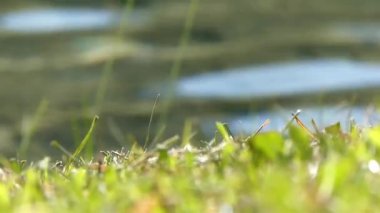 Grass In Front Of Water Ripples - Static