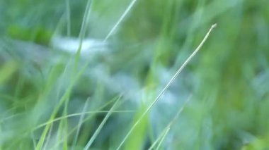 Green Grass In Small Breeze - Close Up And Static