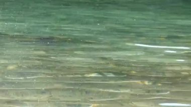 Ripples On Clear Water Source With Particles - Static