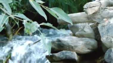 Water Source Flowing Surrounded By Flora - Tilt And Handheld - Up To Down
