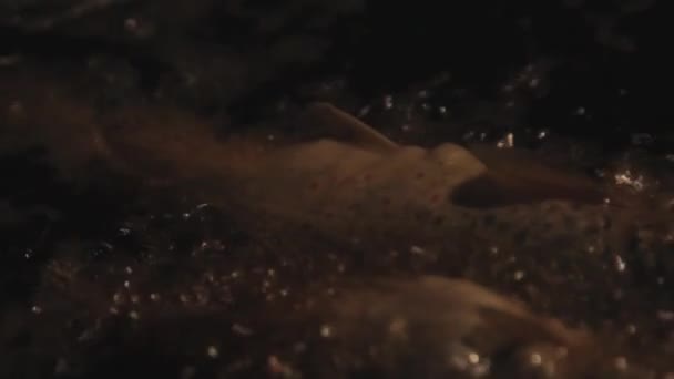 Fish Being Cooked Boiling Water Handheld — Video