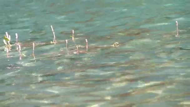 Grass Out Clear Water Source Ripples Static — Stockvideo