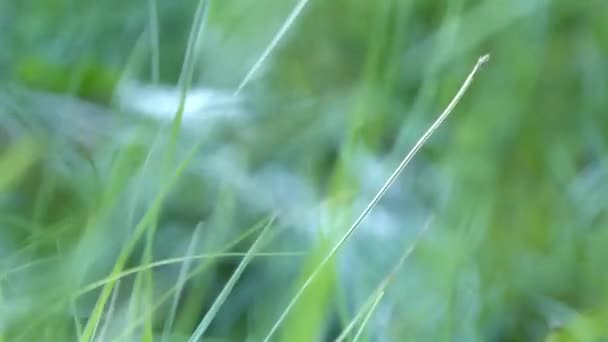 Green Grass Small Breeze Close Static — Wideo stockowe