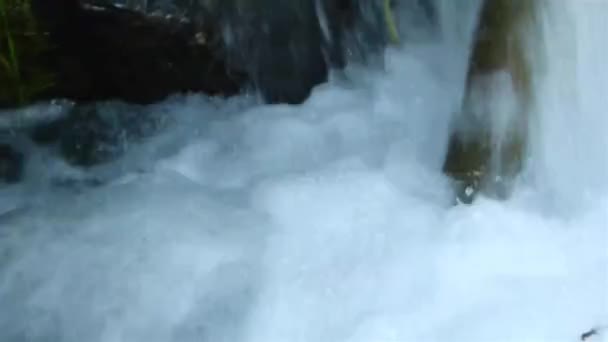 Water Source Flowing Flora Surrounding Pan Right Left — Stockvideo