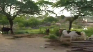 Cows Near Water Source And Flora - Slide - Left To Right