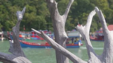Boat Passing By On Water Source Behind Tree Trunk - Slide And Focus - Right To Left