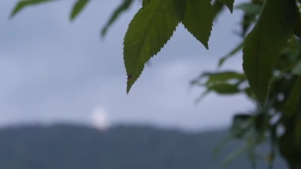 Листя Перед Синім Ландшафтом Гористими Горами — стокове відео