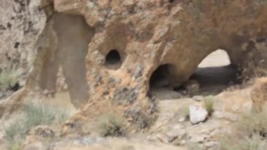 Rocks And Small Plants - Handheld