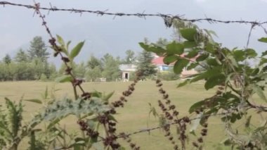 Barbed Wire Surrounded By Plants In Front Of Field - Pan - Right To Left