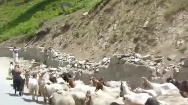 Passing By Goats On Road Near Mountains - Slide - Right To Left