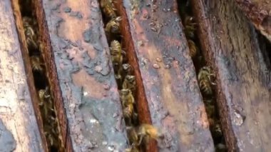 Group Of Bees Making Honey - Handheld 
