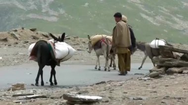 Men Walking Near Donkeys Carrying Heavy White Bags In Mountains - Static 