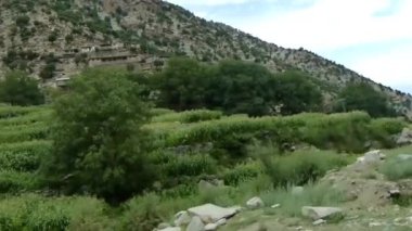 Passing By Flora On Mountains - Slide Left To Right And Pan Right To Left 