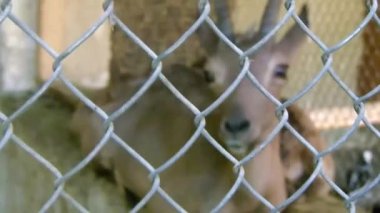 Deer Behind Chain Link Fence - Handheld