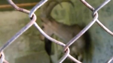 Deer In Box Behind Chain Link Fence - Handheld