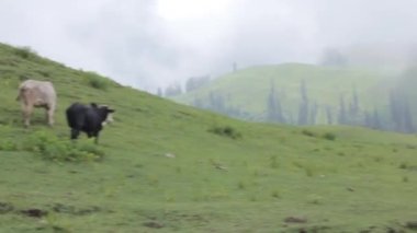 Cows In Foggy Mountain Field - Pan - Left To Right 